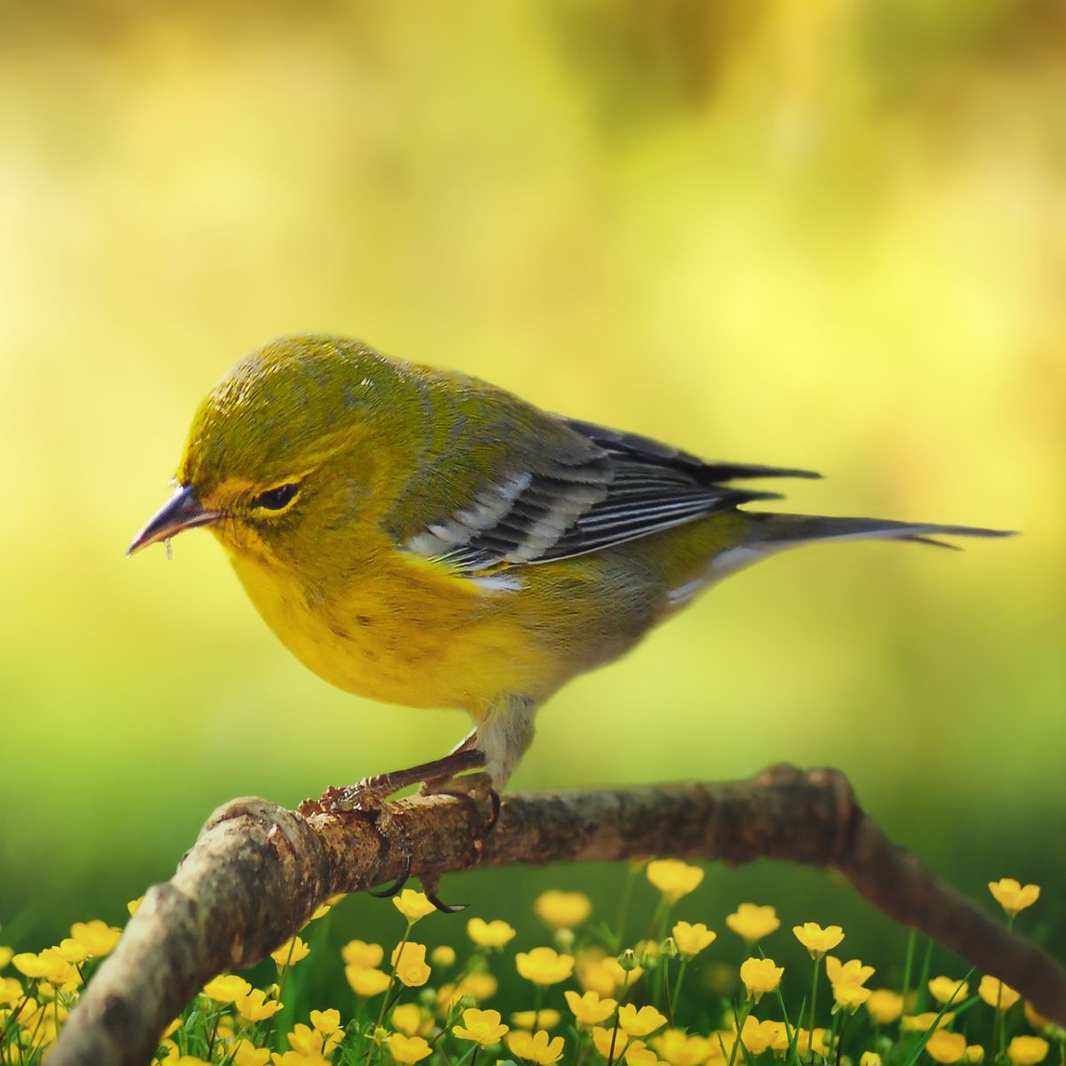 yellow warbler meaning