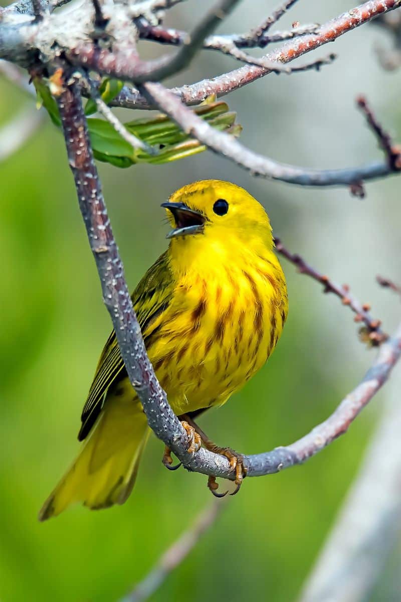 yellow warbler spiritual meaning