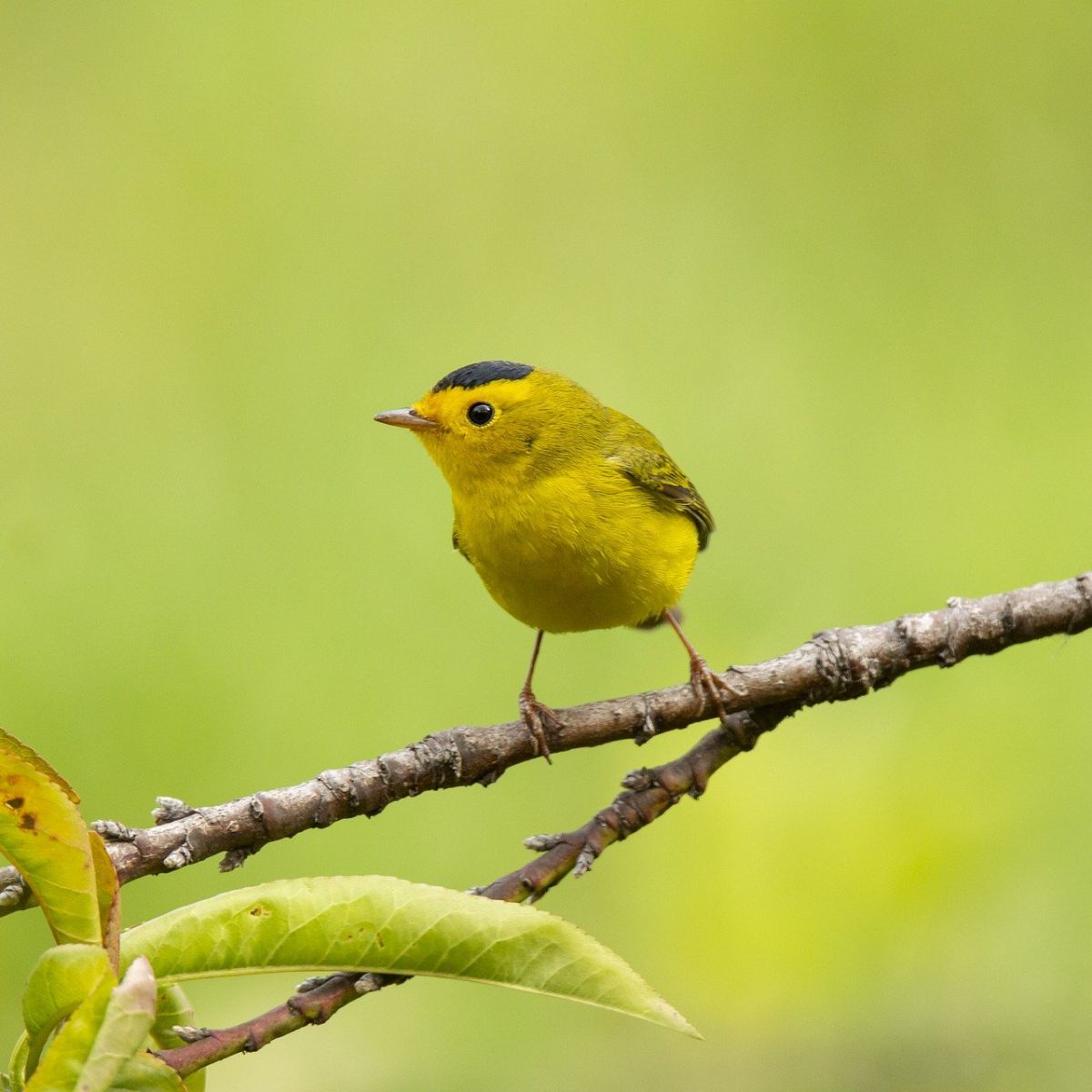 yellow warbler symbolism